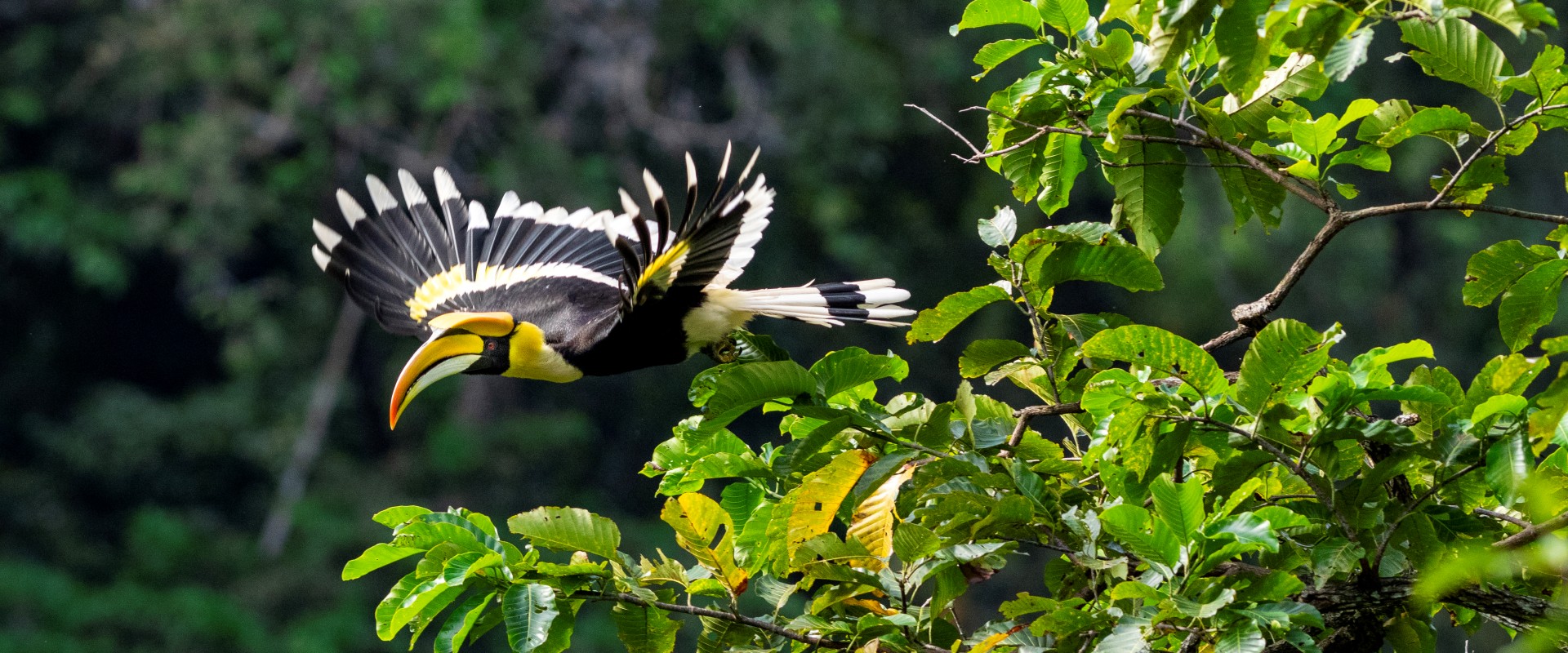 Male Great Hornbill © Sanjitpaal Singh
